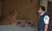 2 rare Sumatran tigers recovering after catching COVID-19