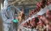 china, bird flu, bird flu in china
