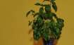 Vastu Tips: Do not plant Tulsi plant in this direction