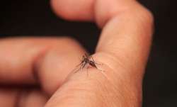 Is dengue a contagious disease? 