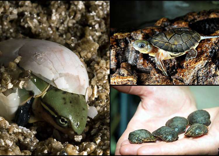 Rare Chinese big-headed turtles born in US, first for N-American zoo ...